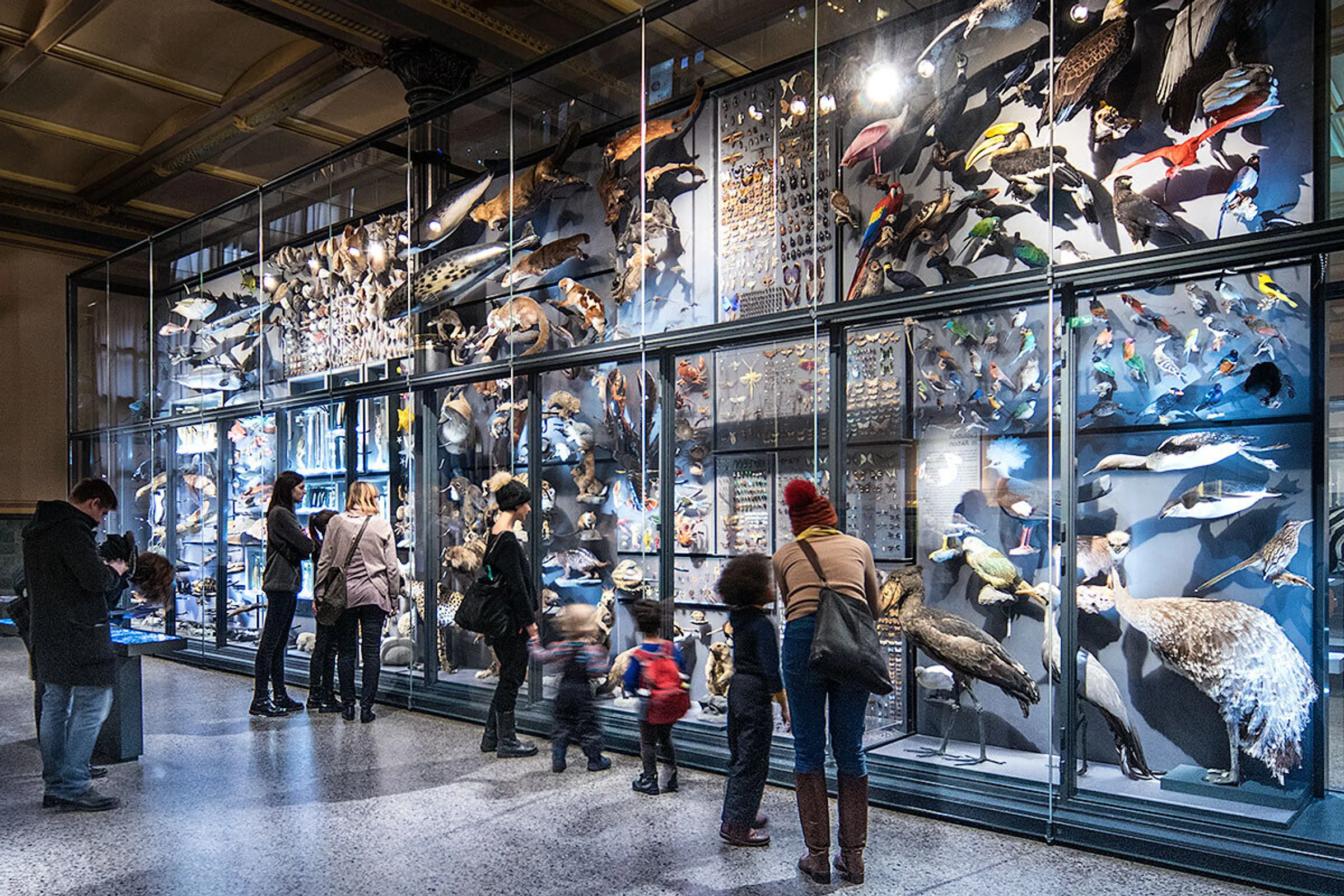 Besucher im Naturkundemuseum Berlin - Biodiversitätswand Evolutionssaal